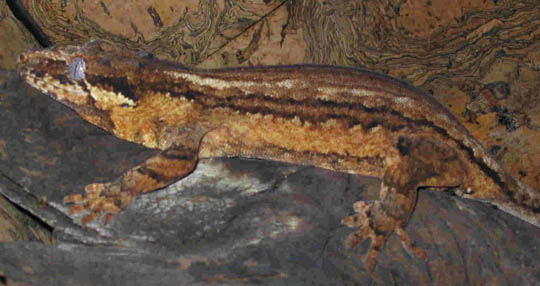 auristripe fauna.jpg