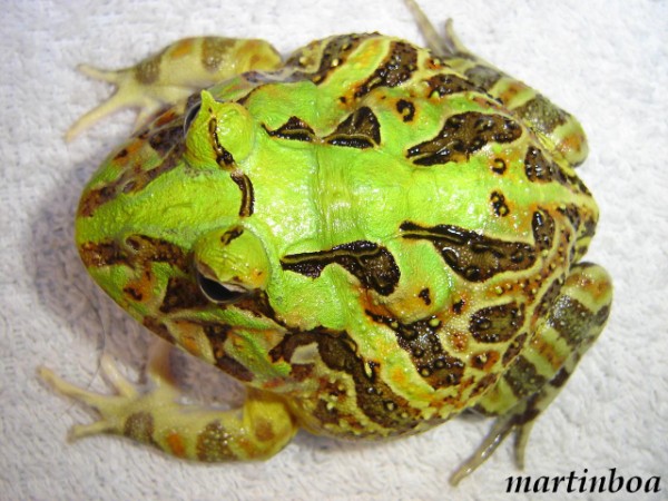 aurita 21 (600 x 450).jpg