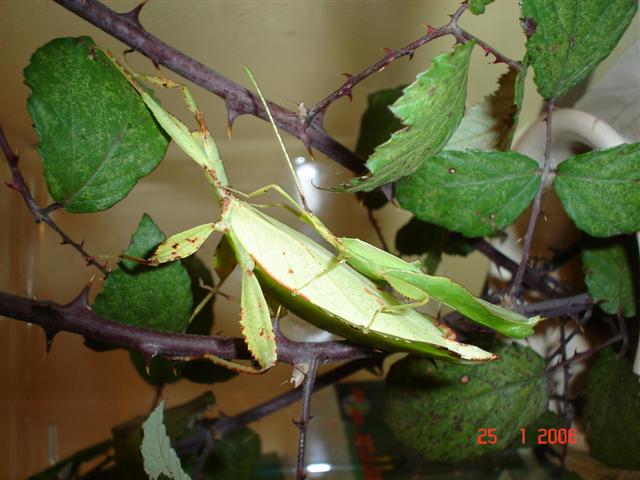 Aurora de l'adria y phyllium 010 (Small).jpg