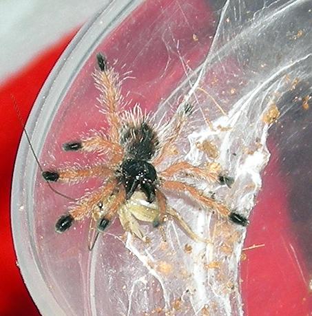 Avicularia geroldi.JPG