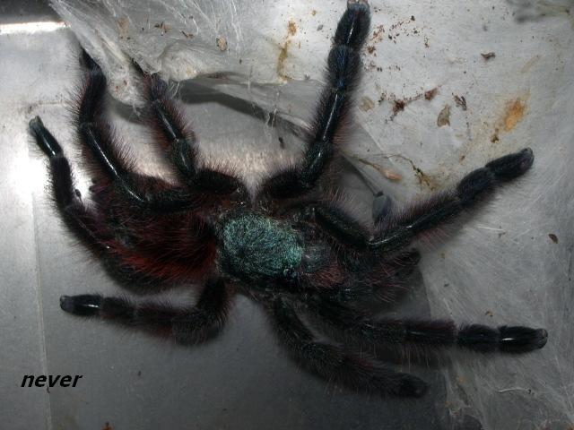 Avicularia versicolor.JPG