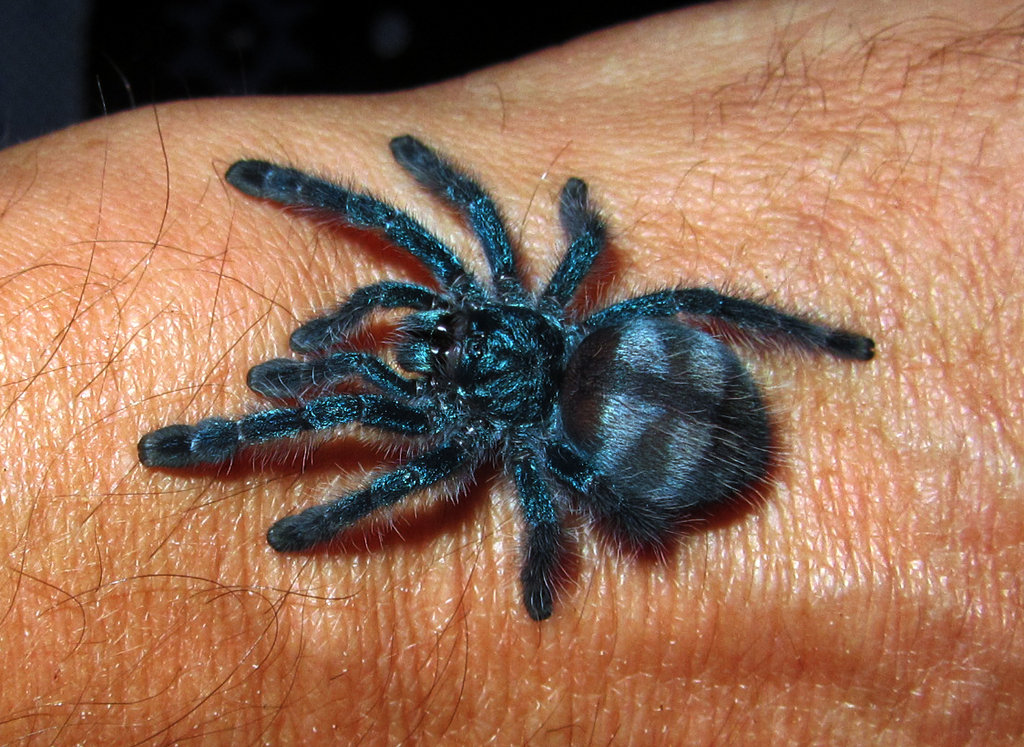 Avicularia versicolor