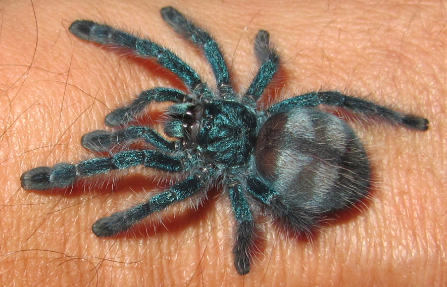 Avicularia versicolor