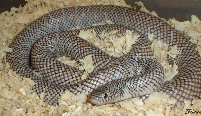 axanthic brooksi