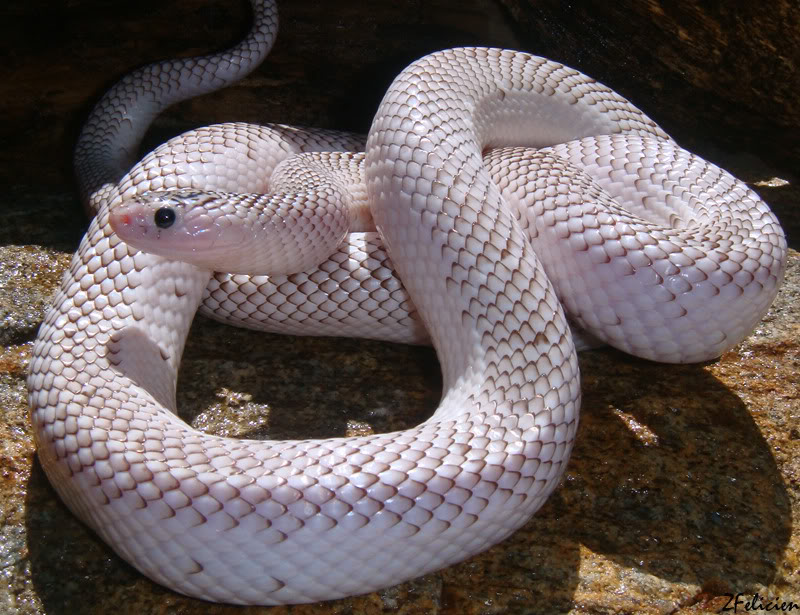 Axanthic "White Sided"