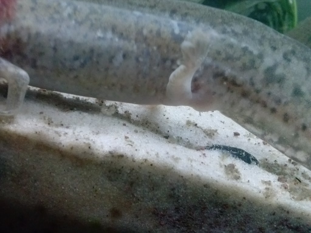 Axololt enfermo branquia no crece y ha vomitado