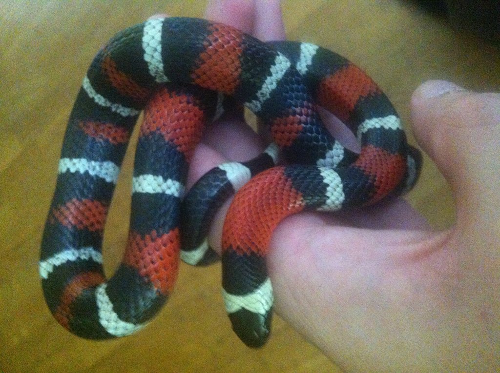 Ayuda identificacion lampropeltis