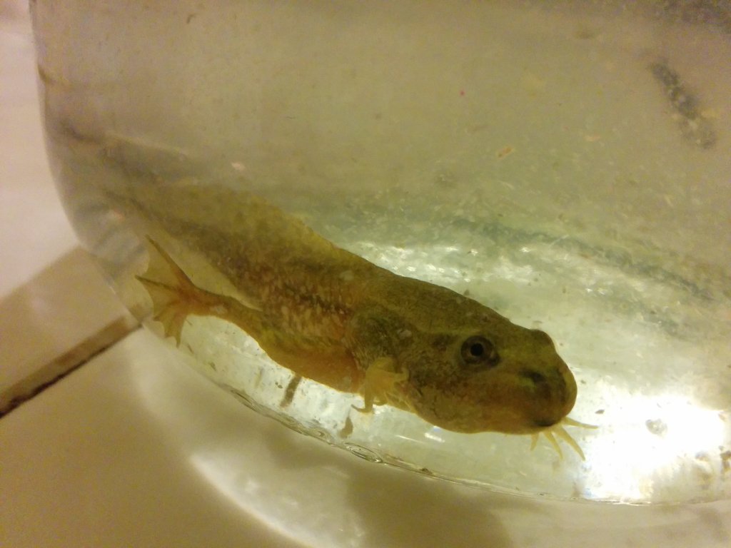 Ayuda identificar especie de renacuajo