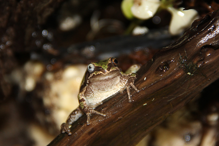 ayuda&nbsp; para mi hylia eximia rana nacional mexico