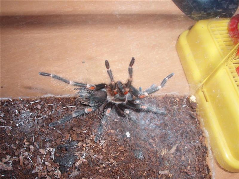 B.Auratum.JPG