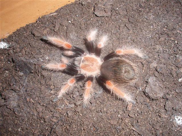 B.Boehmei.JPG