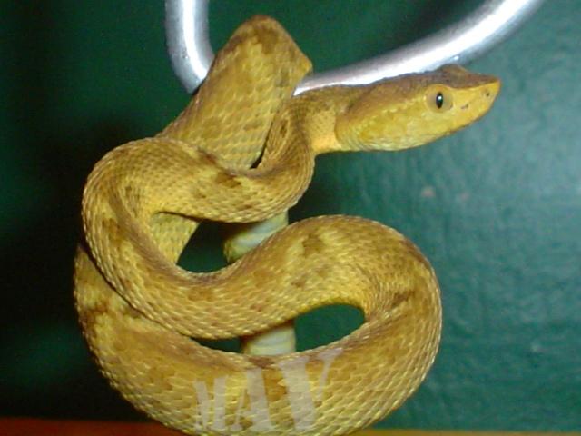 B.c. xantic. 03-05-05.JPG