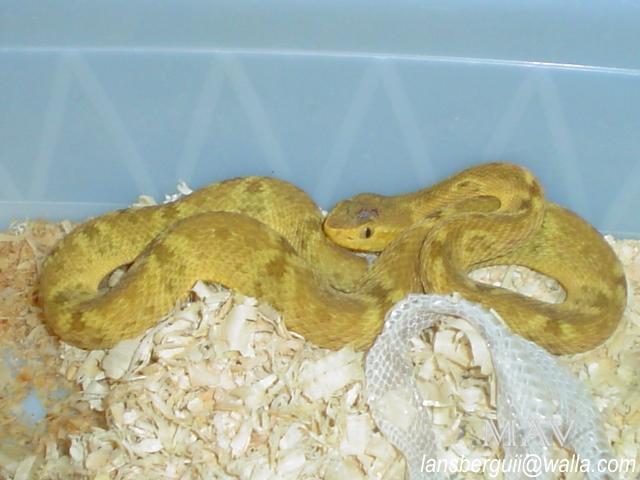 B.colombiensis. XANTICO. 28-04-05.JPG