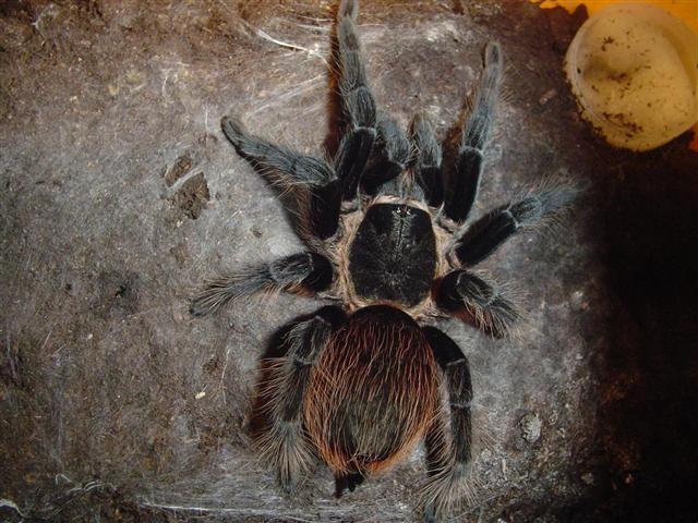 B.Vagans.JPG
