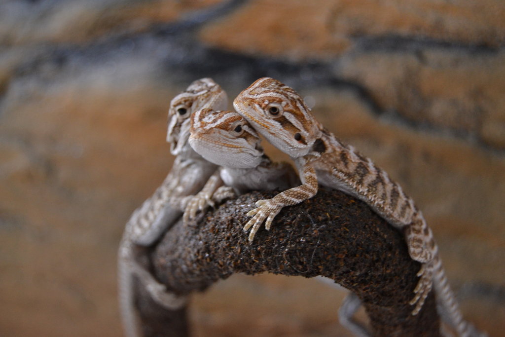 Babies, empiezan a sacar los colores