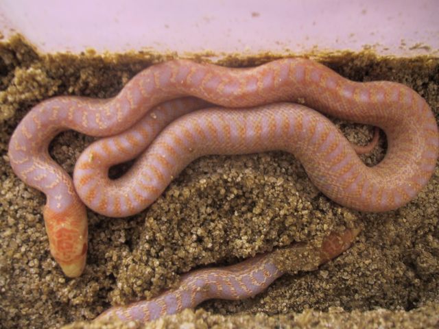 Baby Applegate 12-07-06 3.jpg