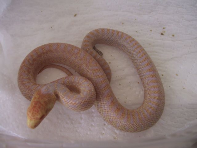 Baby Applegate 12-07-06 7.jpg