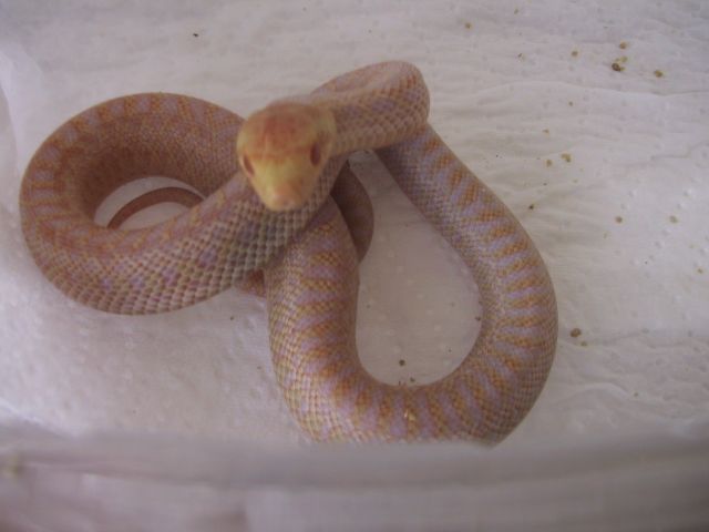 Baby Applegate 12-07-06 9.jpg