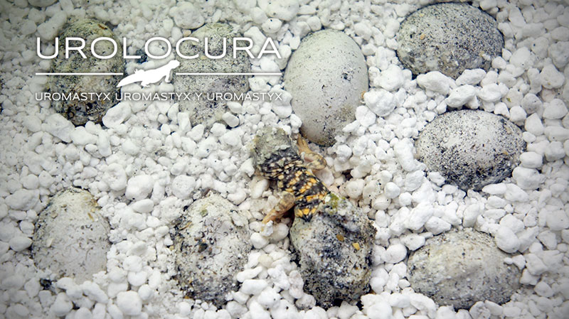 Baby Geyri Rojo 2014 00