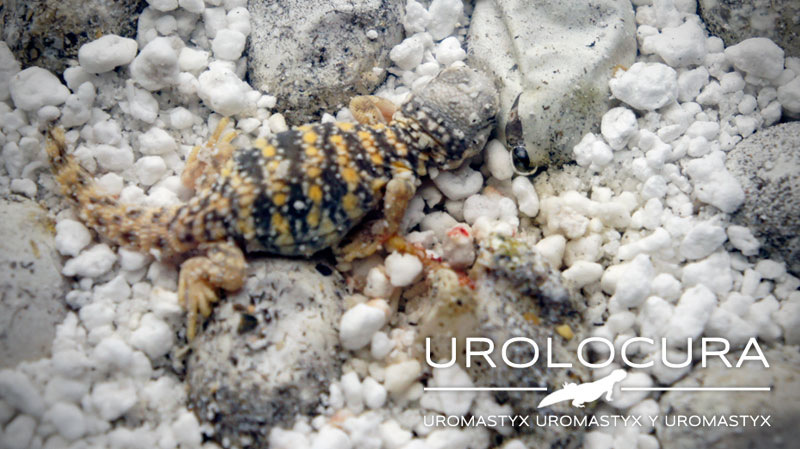 Baby Geyri Rojo 2014 01