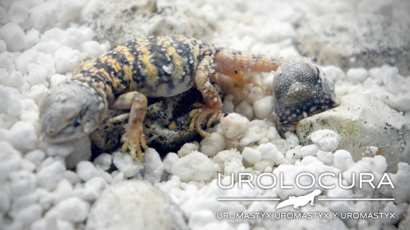 Baby Geyri Rojo 2014 02