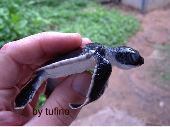 baby tortuga.JPG