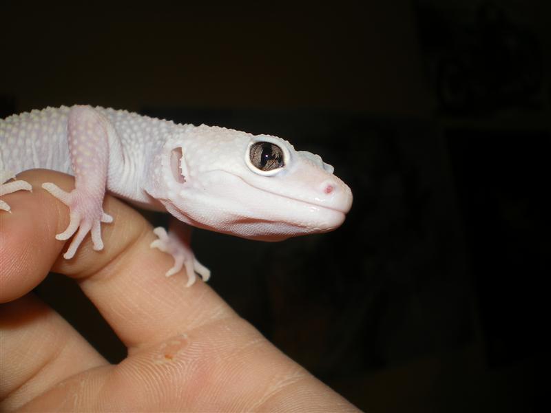 babys 08 y geckos juliol 007 (Medium).jpg