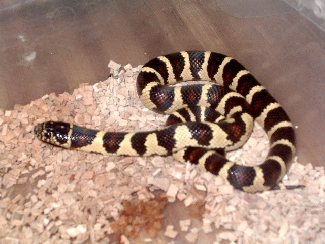 banana x mex nov'11 2