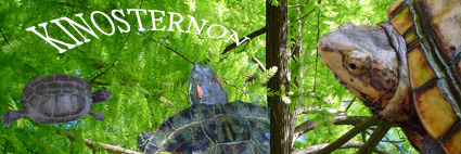 banner kinosternon.jpg