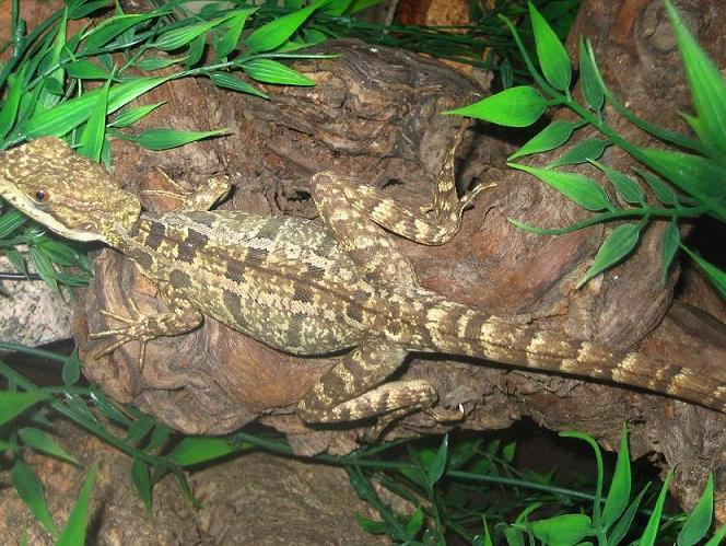 basiliscus vittatus hembra2.JPG