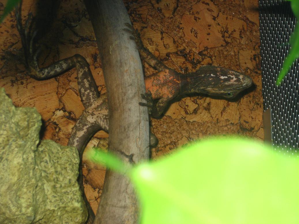 basiliscus vittatus macho.JPG