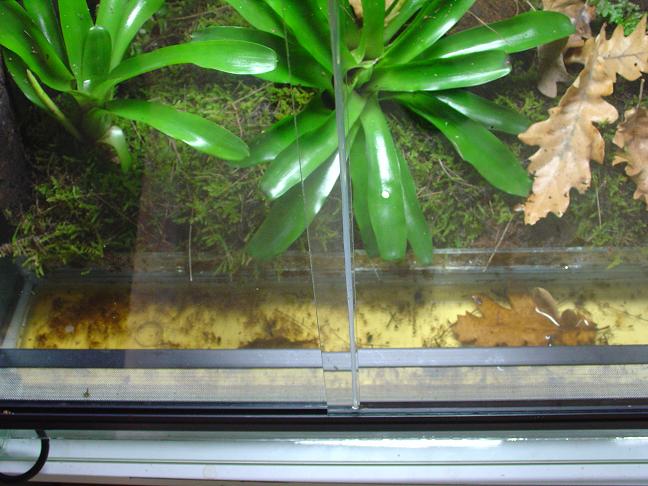 bateria terrario.JPG4.JPG