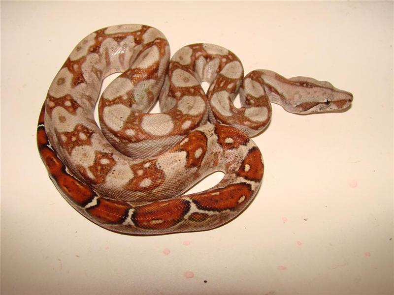 bci n (1) (Medium).jpg