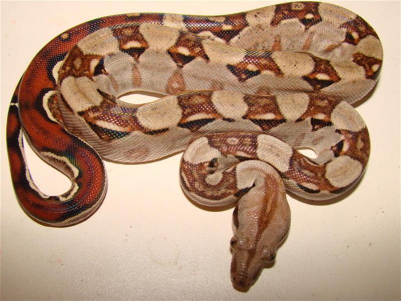 bci n (2) (Medium).jpg