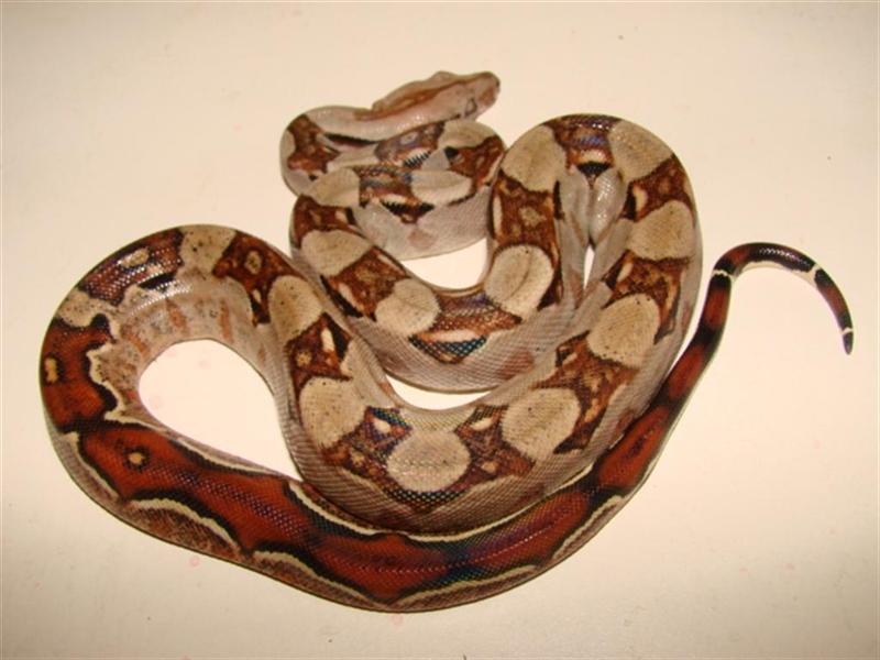 bci n (3) (Medium).jpg