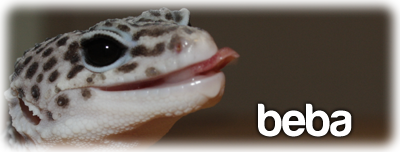 Beba