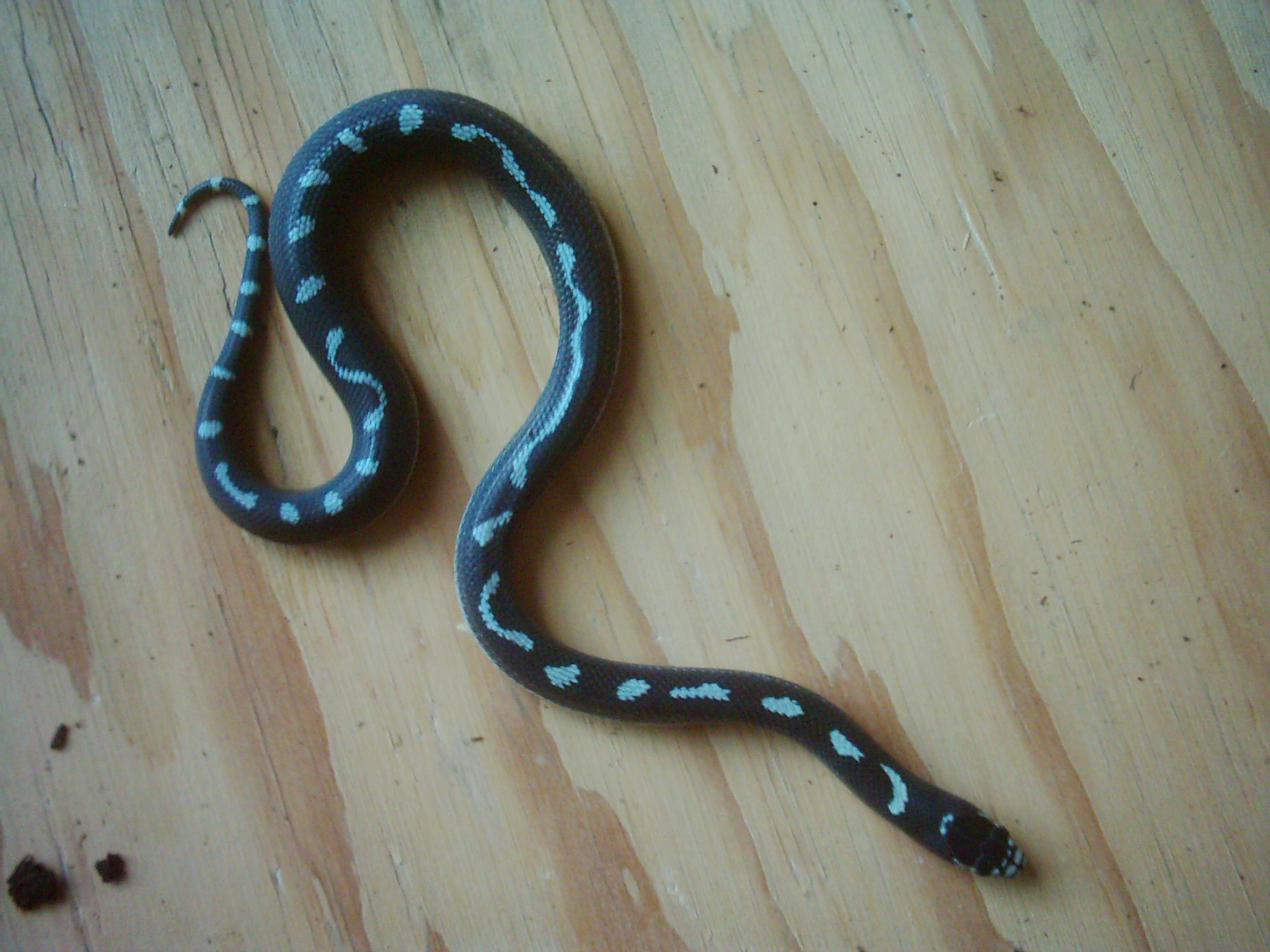 bebe 2009 spoted calif 018.jpg