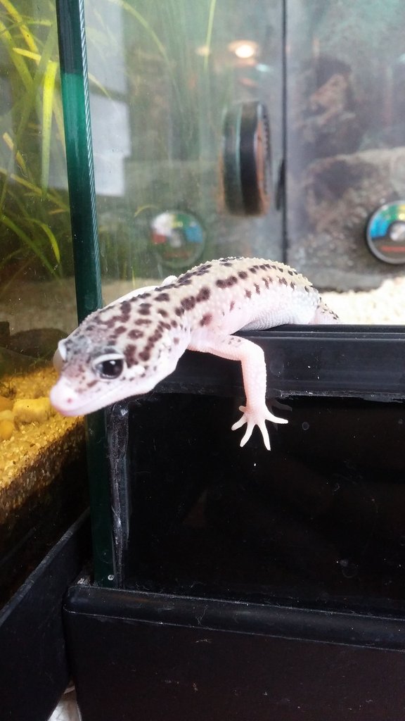 Bee poss Black Hole (Eclipse Enigma poss Mack Snow)