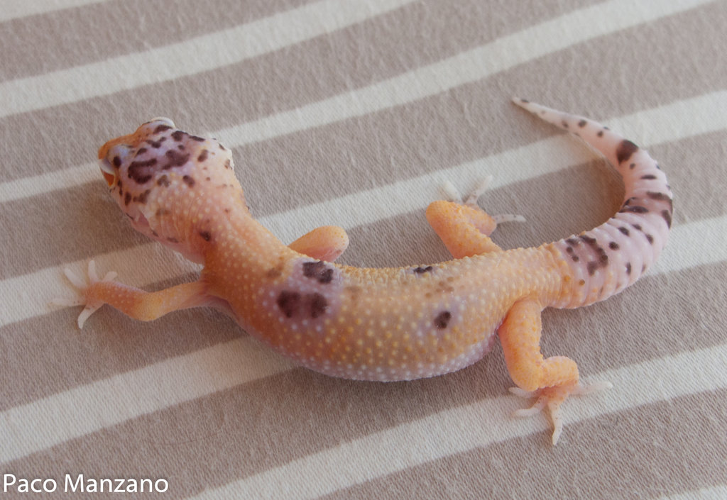 Bell sunglow enigma baby