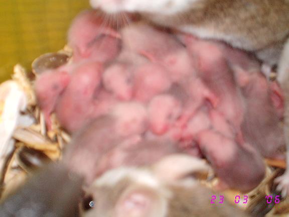 benin 2 22-03-06.JPG