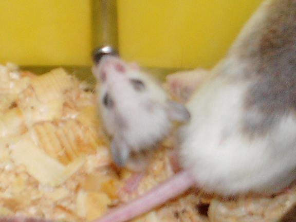 benin 3 bebiendo.JPG