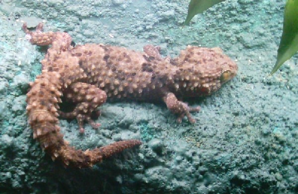 BIBRONI HEMBRA 2.JPG