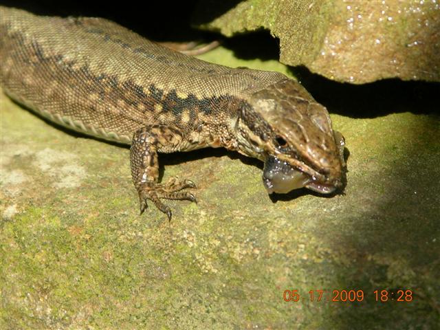 bichos 180 (Small).jpg