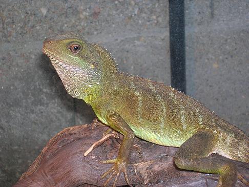 bichos venta 003.JPG