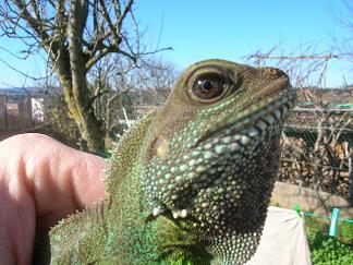 bichos venta 010.JPG