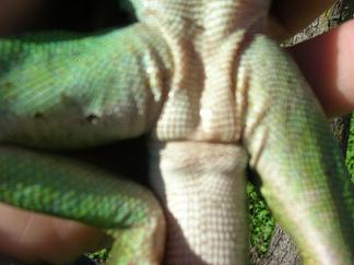 bichos venta 012.JPG