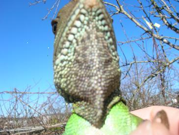 bichos venta 013.JPG