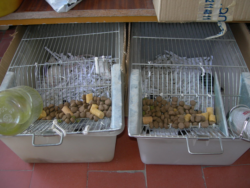 Bioterios para ratones