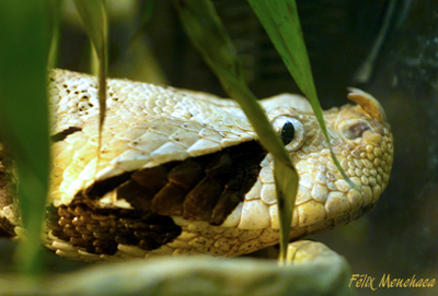 Bitis gabonica 01.jpg