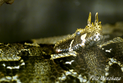 Bitis nasicornis.jpg